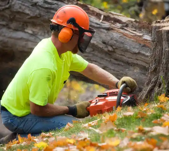 tree services Wanakah